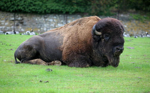 foto van een bizon
