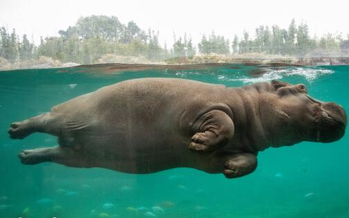 nijlpaard dat aan het zwemmen is