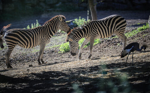 foto van 2 zebra's