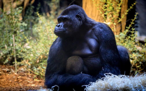 foto van een gorilla