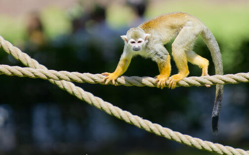 klein aapje op een touw op apeneiland