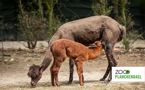 Een alpaca, en haar kleintje is aan het drinken bij zijn moeder
