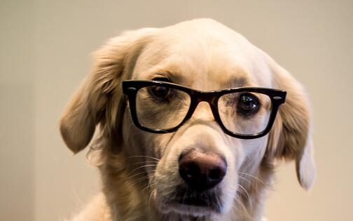 hond met bril