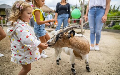 Kind geeft eten aan geitje op de kinderboerderij