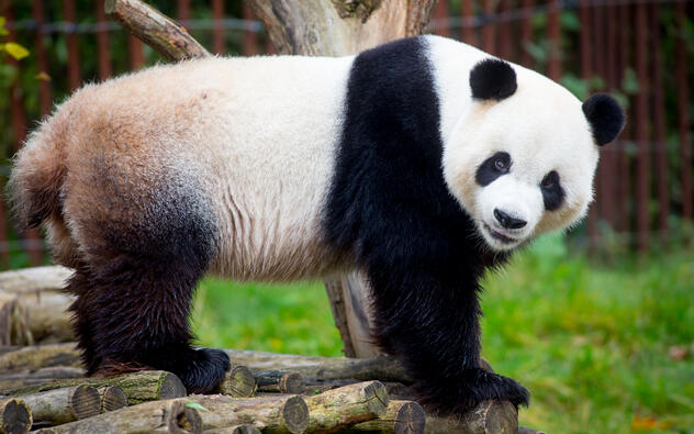 foto van een panda
