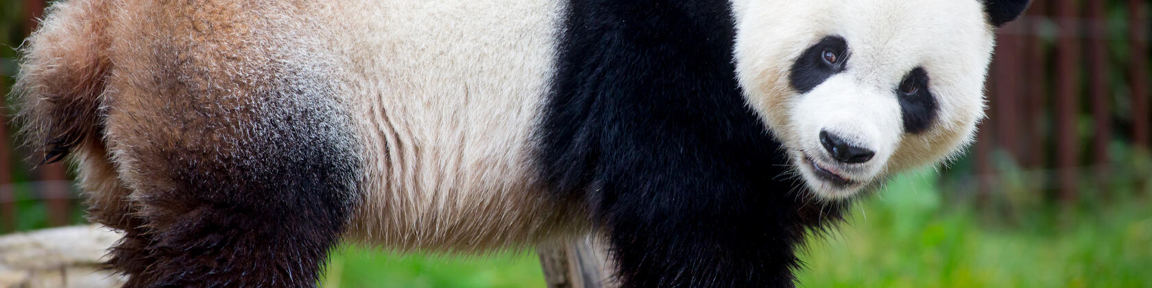foto van een panda