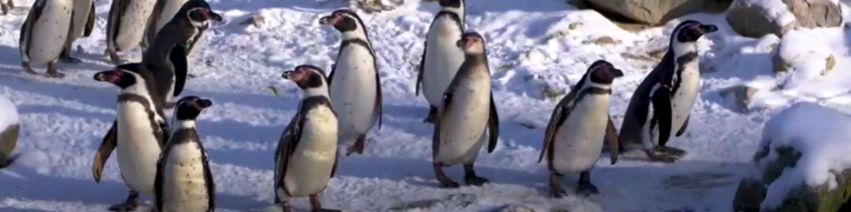 pinguins in de sneeuw tussen rotsblokken