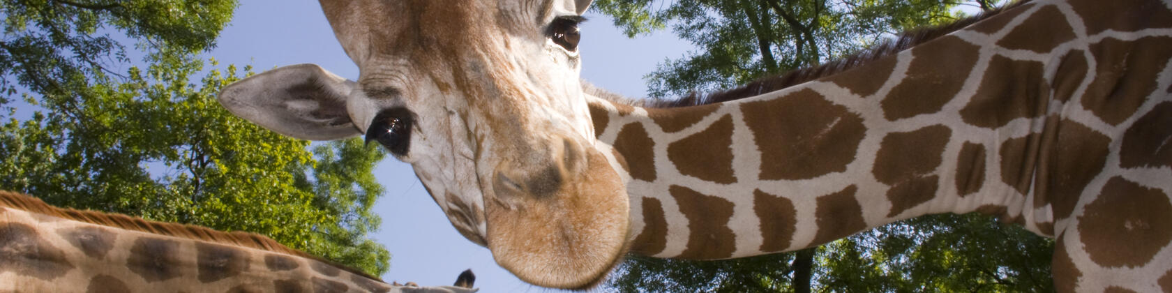 giraf kijkt in de camera
