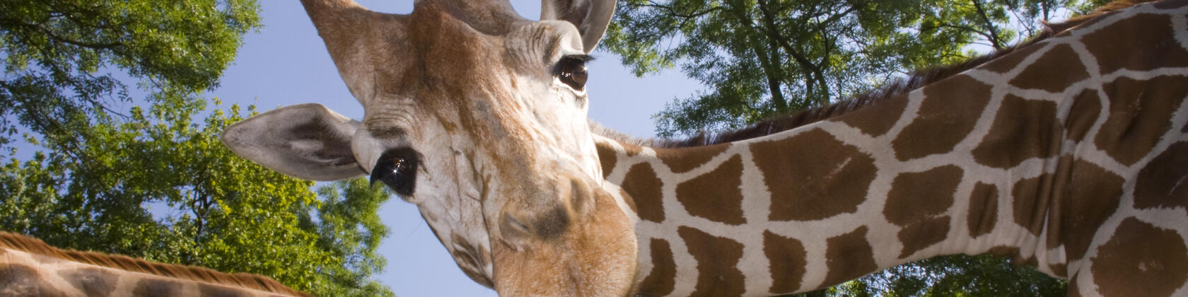 Giraf kijkt in camera